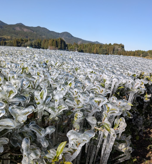 12月ごろの家付近の茶畑の凍っている様子